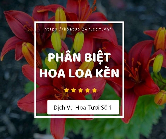 Phân biệt hoa Ly với các loài hoa tương tự như hoa Loa kèn