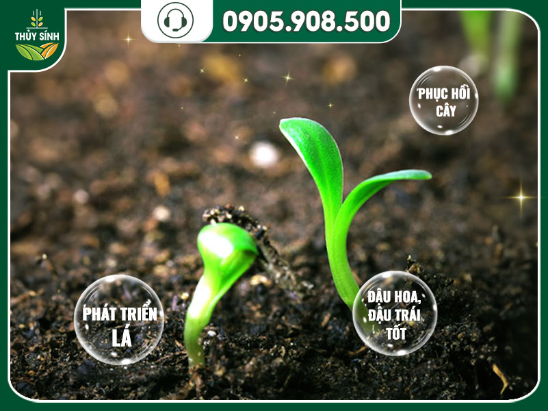 Lợi ích của Axit Humic đối với sức khỏe cây trồng