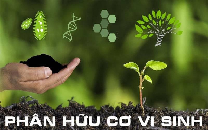 Các loại vi sinh vật hữu ích trong chế phẩm sinh học: phân bón hữu cơ vi sinh và thuốc trừ sâu sinh học