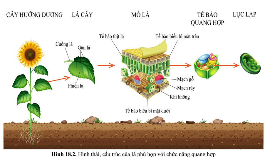 Vai trò của lá kép trong quá trình quang hợp của cây