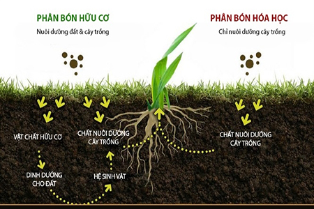 Hàm lượng lân và hiệu quả sử dụng lân hữu cơ cho cây trồng