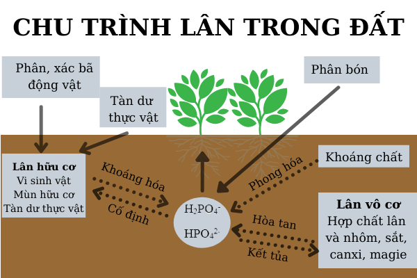 Hàm lượng lân trong đất và cách đánh giá mức độ thiếu hụt