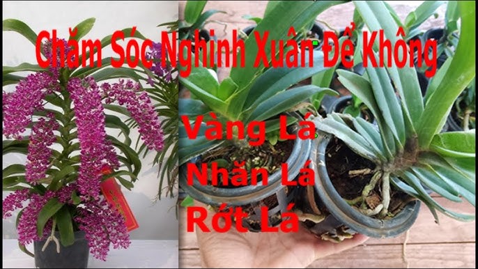 Cách chăm sóc Lan Nghinh Xuân để hoa nở Tết