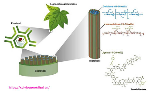 Lignin và môi trường: Tác động và khả năng tái chế