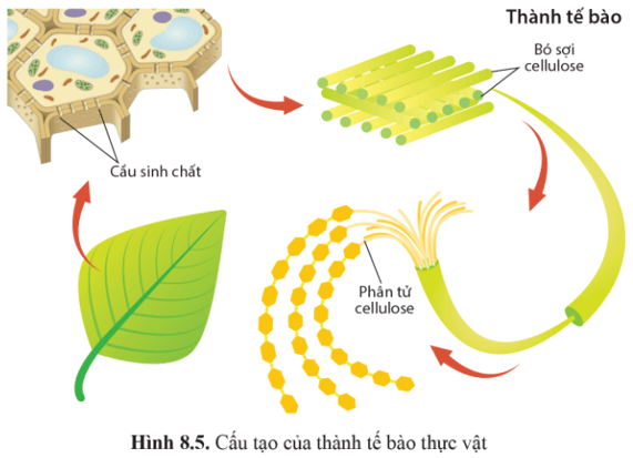 Chức năng quan trọng của lignin trong thành tế bào thực vật