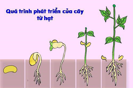 Sự phát triển của lộc lá: Quá trình nảy mầm và sinh trưởng