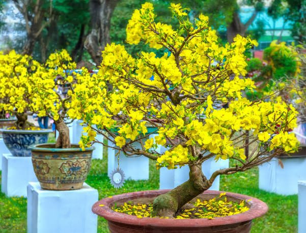 Cách chăm sóc mai hoa thung để cây ra hoa đẹp vào dịp Tết