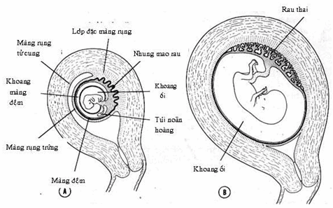 Phân biệt rụng màng ối và rụng màng nhầy cổ tử cung