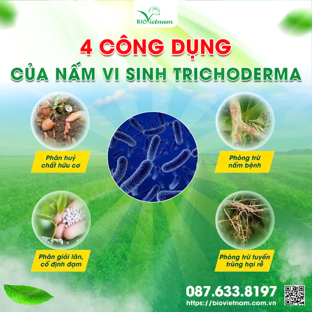 Trichoderma: Cơ chế hoạt động và tác dụng đối với sức khỏe cây trồng