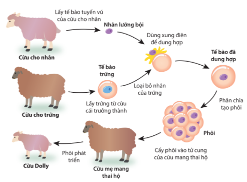 Kỹ thuật nhân giống động vật: Ưu điểm, nhược điểm và ứng dụng