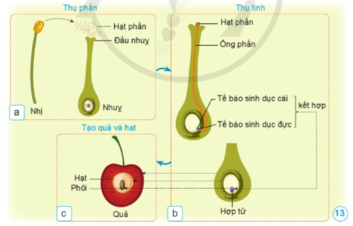 Chức năng của nhụy hoa trong quá trình thụ phấn