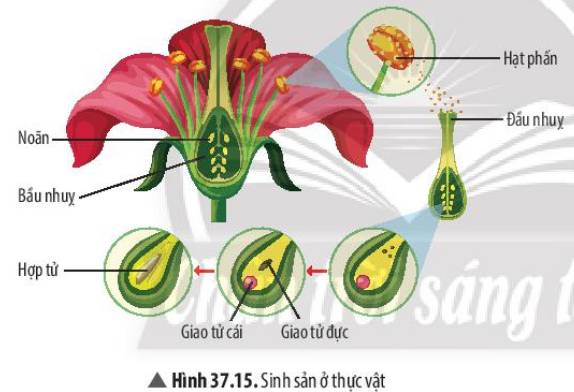 Thụ phấn: Quá trình nhụy hoa tiếp nhận phấn hoa