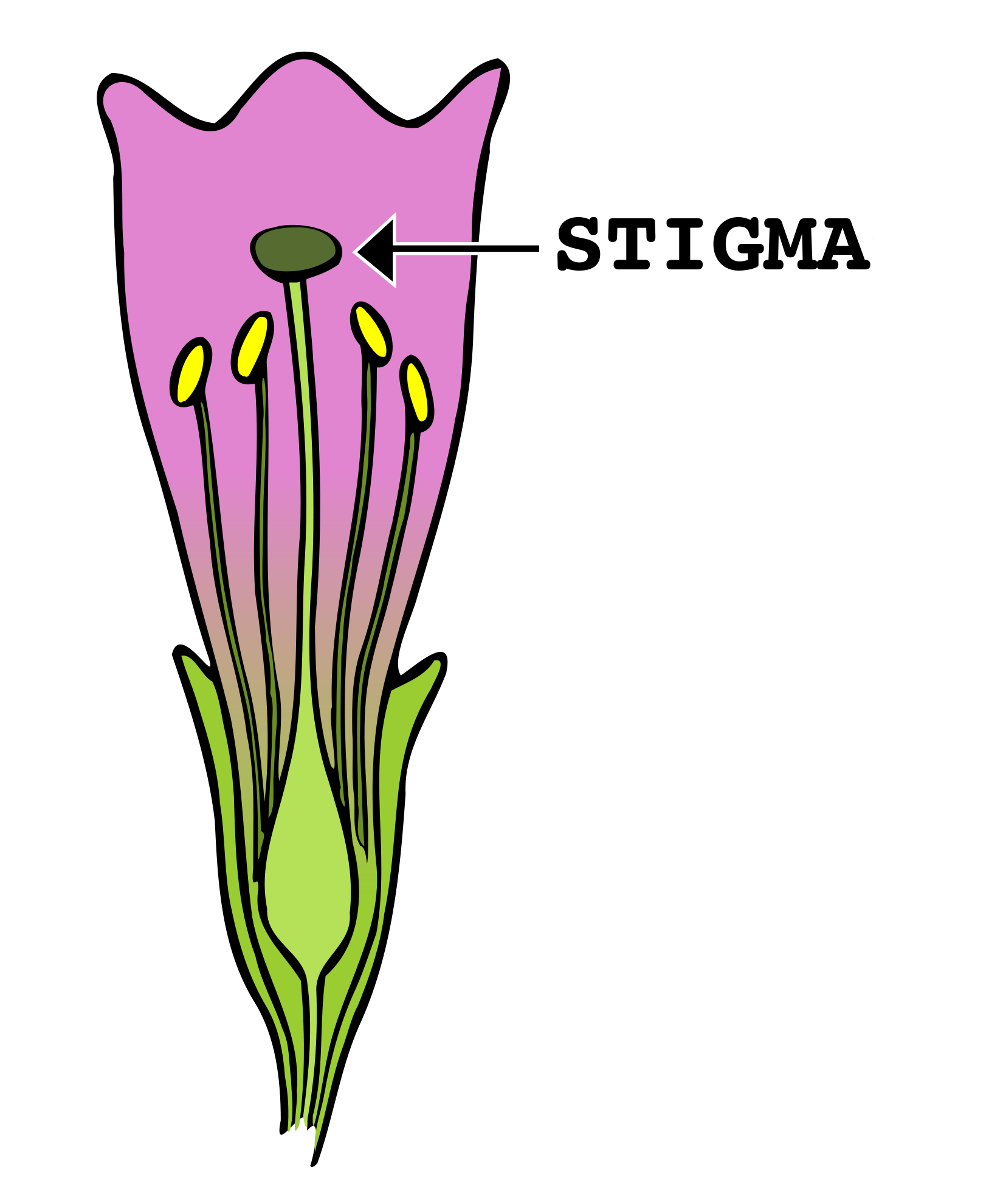 Cấu tạo và hình thái của nhụy hoa (Stigma morphology and structure)