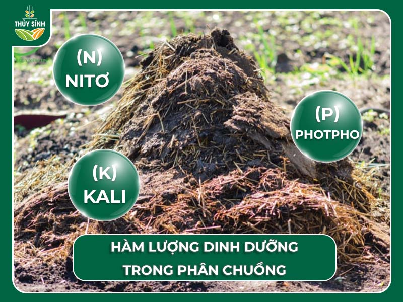 Các loại phân bón hữu cơ phổ biến: Phân chuồng, phân trùn quế, phân compost…