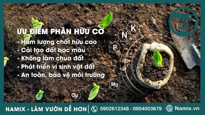 Phân bón hữu cơ: Ưu điểm, nhược điểm và cách sử dụng hiệu quả