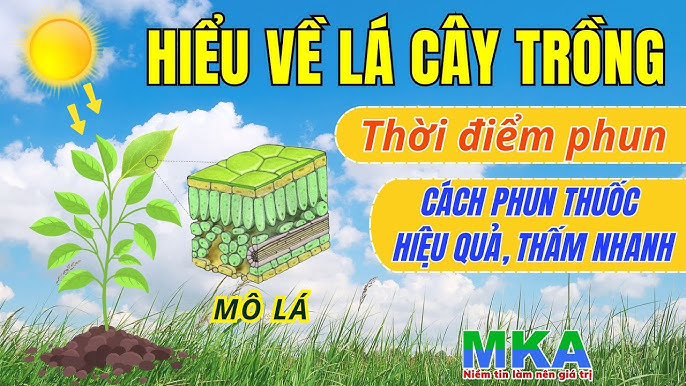 Cách sử dụng phân bón lá hiệu quả: liều lượng, thời điểm và kỹ thuật phun