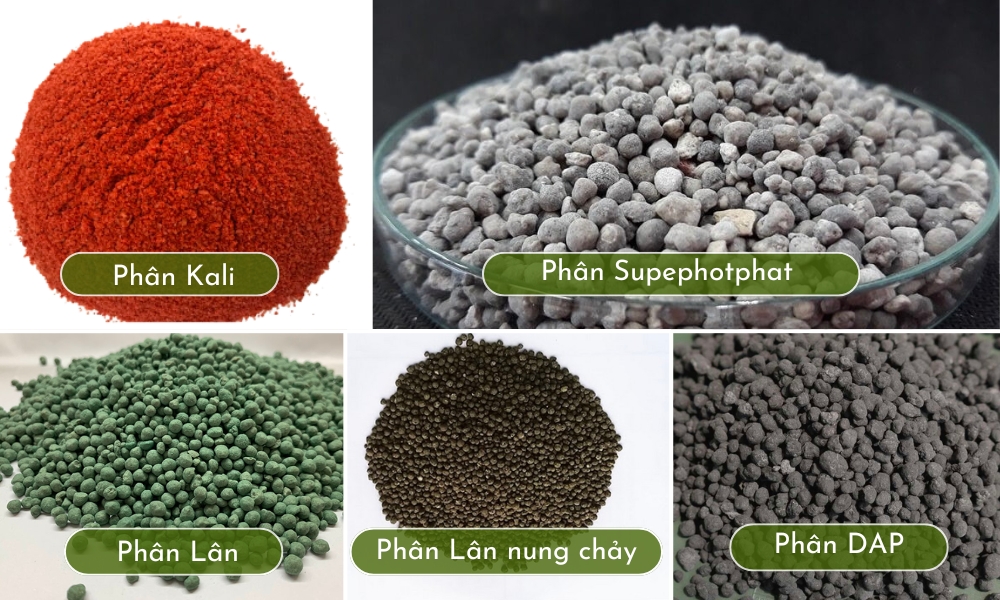 Các loại phân vô cơ phổ biến (Phân đạm, lân, kali, phức hợp)