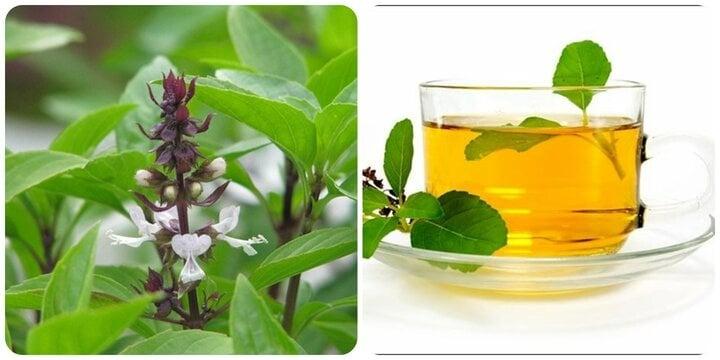 Lợi ích sức khỏe của rau húng quế (Basil Benefits)