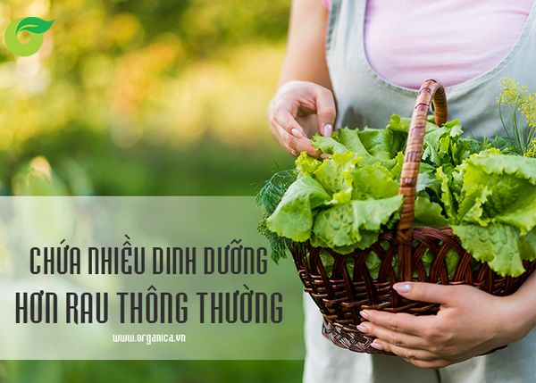 Cách chọn mua rau hữu cơ chất lượng cao: Nguồn gốc và chứng nhận