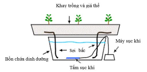 Các hệ thống thủy canh phổ biến (NFT, DWC, Aeroponics): So sánh ưu nhược điểm