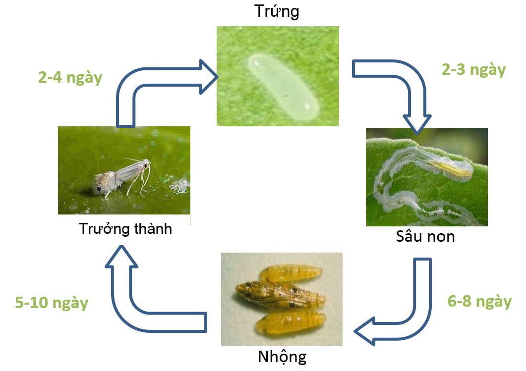 Phòng trừ sâu vẽ bùa hiệu quả: Các biện pháp quản lý dịch hại