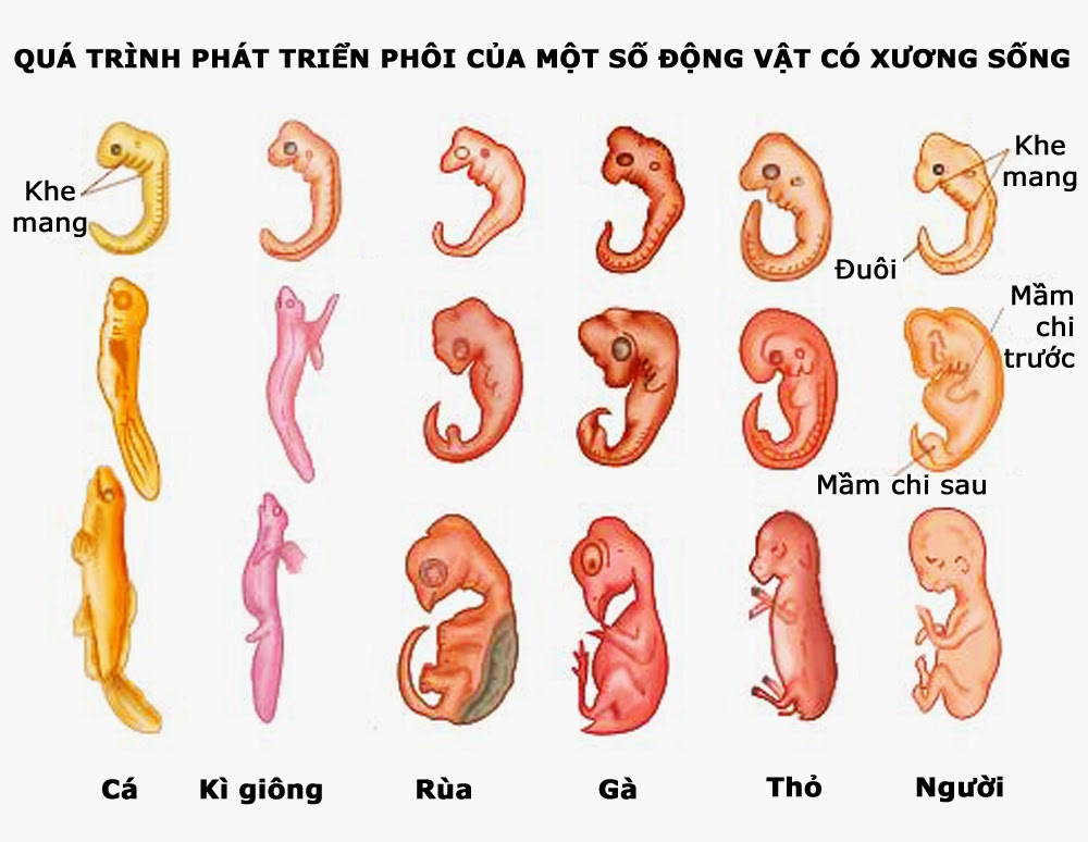 Nguồn gốc và quá trình tiến hoá của sinh vật