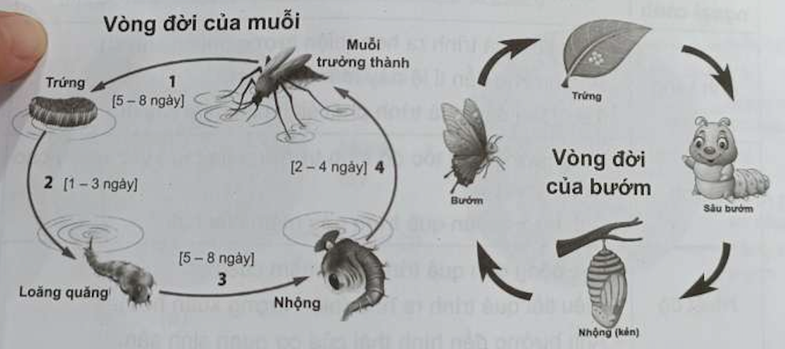 Hoạt động sống và vòng đời của sinh vật