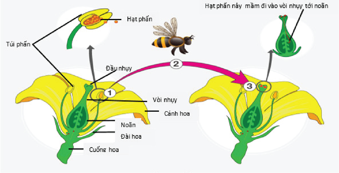 Các loại thụ phấn: Thụ phấn nhờ gió, côn trùng và thụ phấn nhân tạo