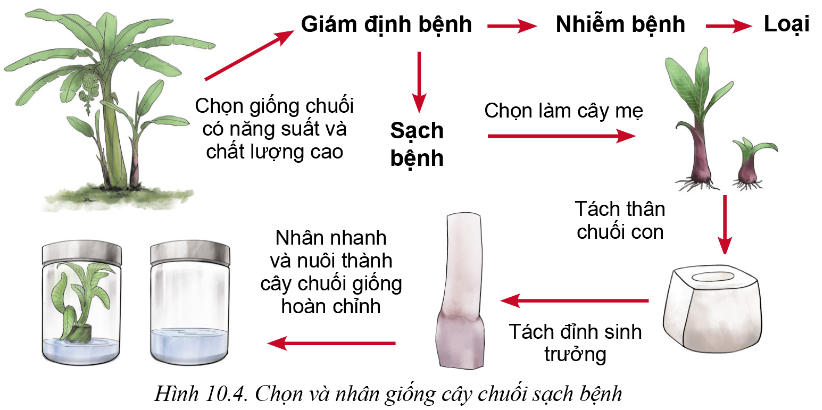 Thụ phấn nhân tạo: Kỹ thuật và ứng dụng trong tăng năng suất cây trồng