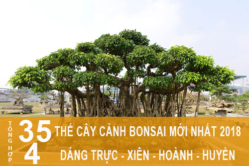 caycanhbonsai