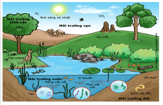 Tán lá và môi trường sống: Sự thích nghi