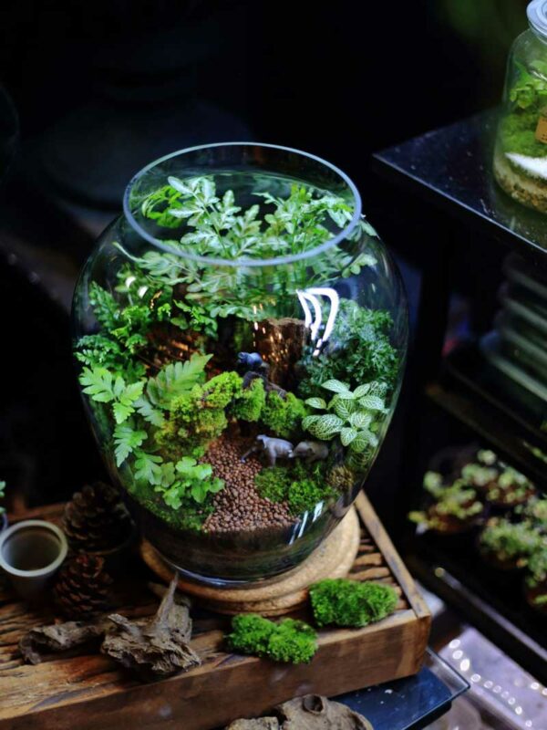 Chọn lựa cây trồng phù hợp cho terrarium: loại cây, cách chăm sóc và bố trí