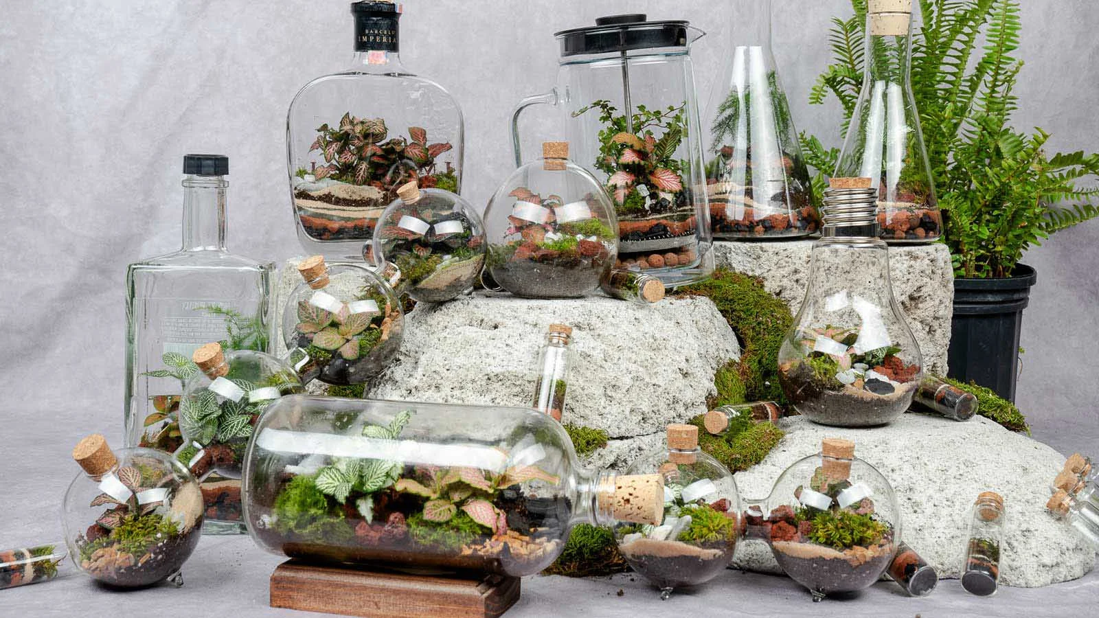 Các vật liệu cần thiết và nguồn cung cấp khi làm terrarium