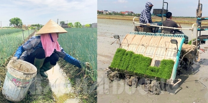 Kỹ thuật thâm canh tăng vụ hiệu quả: lựa chọn giống cây trồng và quản lý đất