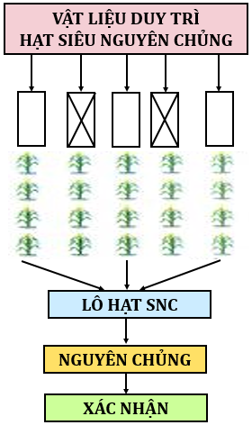 Ứng dụng của thụ phấn chéo trong lai tạo giống cây trồng