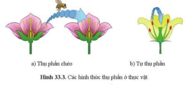 Thụ phấn chéo và tự thụ phấn: So sánh ưu, nhược điểm