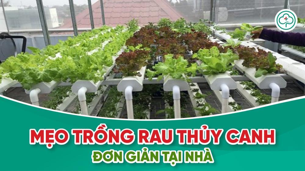 Hướng dẫn chi tiết cách trồng rau thủy canh tại nhà