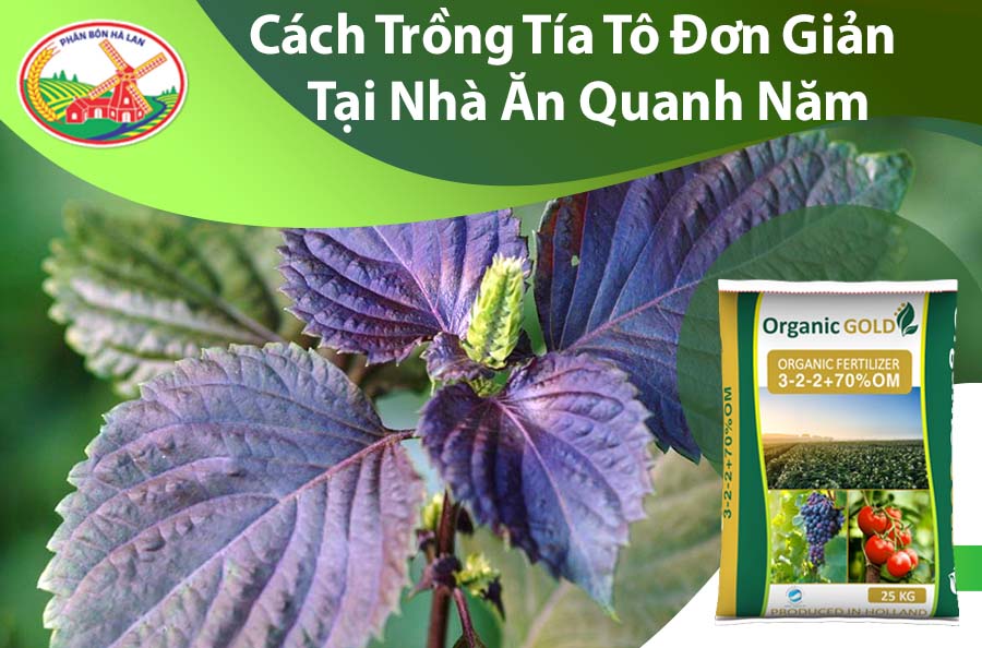 Cách trồng tía tô (Perilla cultivation): Hướng dẫn chi tiết