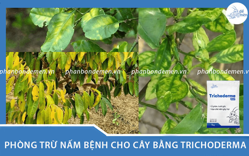 Trichoderma phòng trừ bệnh hại cây trồng như thế nào?