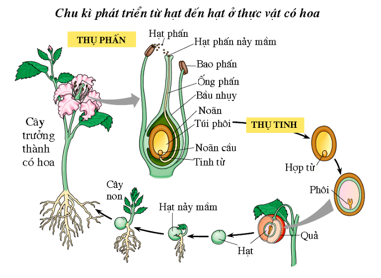 Vai trò của hoa, hạt phấn và nhụy trong tự thụ phấn