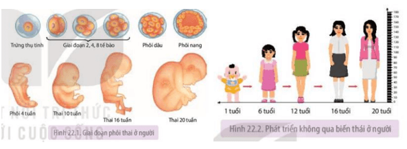 Các giai đoạn tuổi tác và sự phát triển của con người