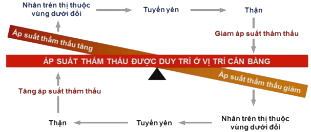 Vai trò của ức chế ngược trong điều hòa sinh học và duy trì cân bằng nội môi