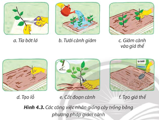 Ưu điểm và nhược điểm của kỹ thuật vi nhân giống