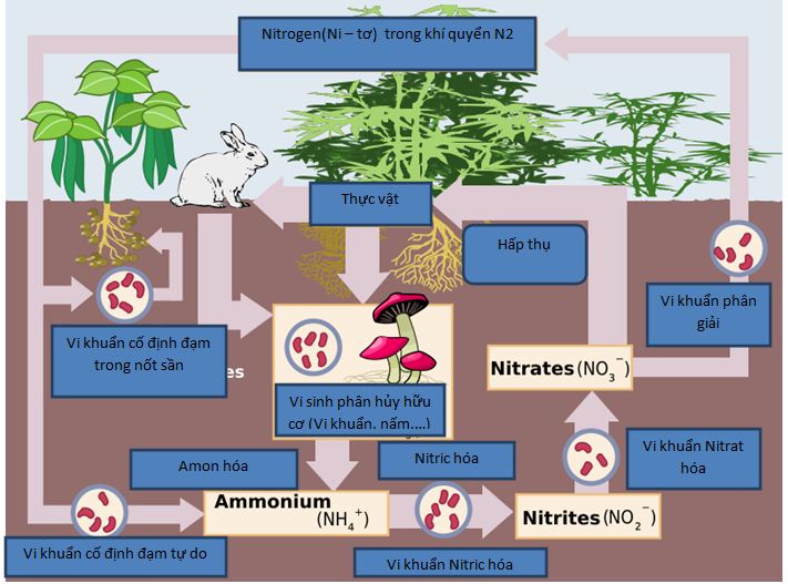 Cơ chế cố định đạm của vi sinh vật: Enzyme Nitrogenase và quá trình khử nitrat