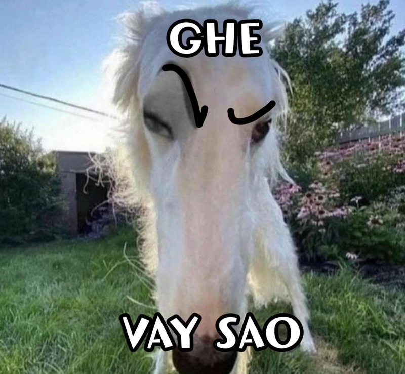 Thả ga với cười ảnh chế meme mèo bựa siêu hài hước