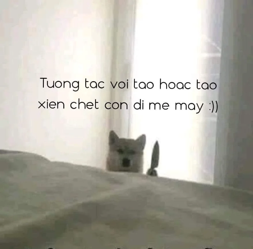 Góc nhìn độc đáo từ dog pointing meme