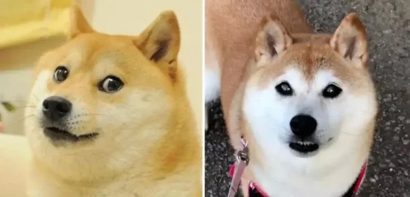 Meme chó shiba cơ bắp thần thái mạnh mẽ, đầy uy lực