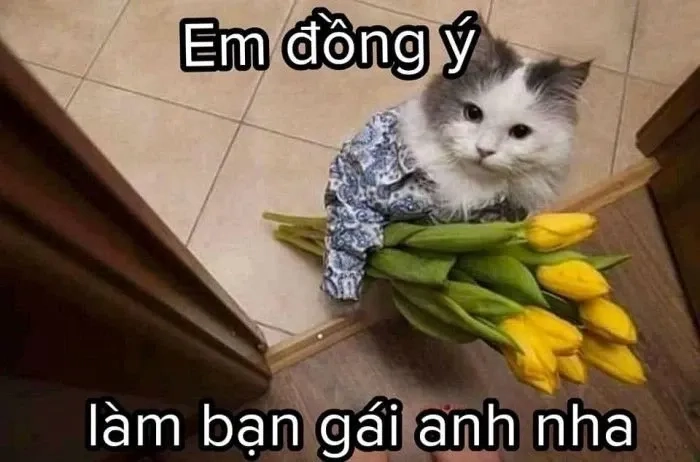 Cute meme ngộ nghĩnh, dễ thương, làm sáng bừng bài viết