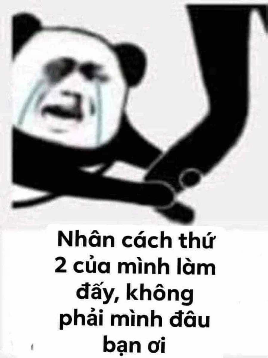 Tận hưởng tiếng cười qua meme gấu hài hước nhất