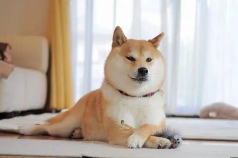 Cười nghiêng ngả với meme chó shiba cơ bắp hài hước